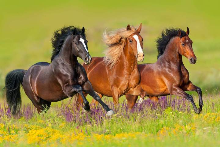Elevage de chevaux Puy-de-Dôme