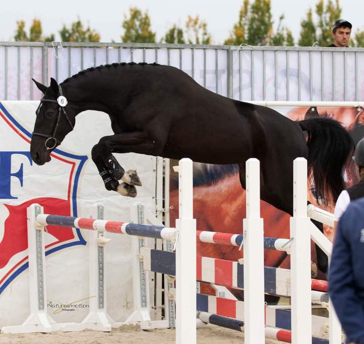 Compétitions de saut d'obstacles pour jeunes chevaux.