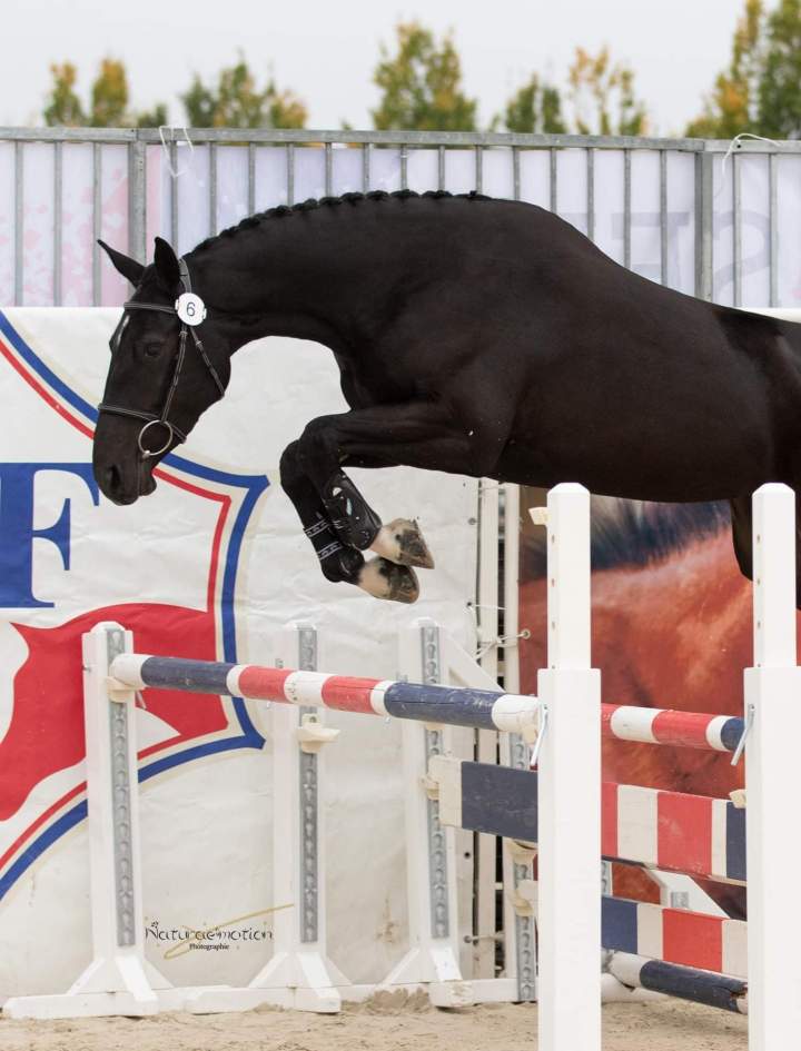 Concours de saut d'obstacles jeunes chevaux Puy-de-Dôme
