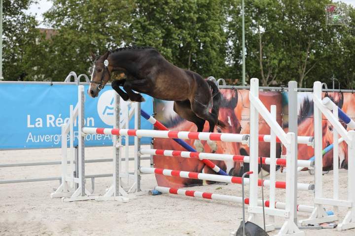 Concours de modèle équestre Puy-de-Dôme