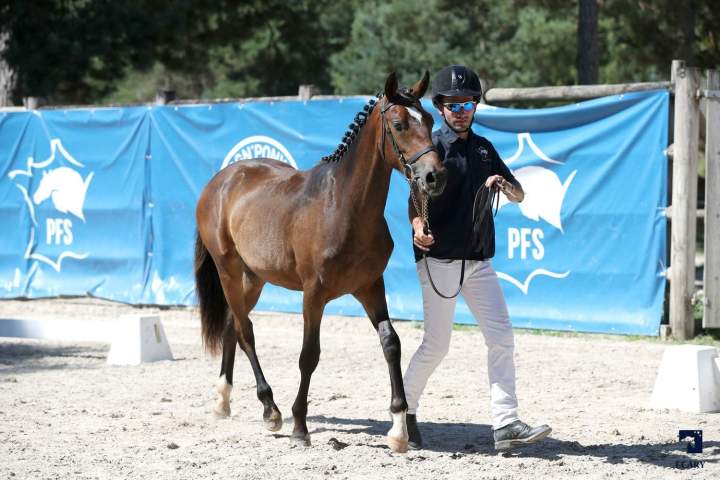 Concours allure Puy-de-Dôme