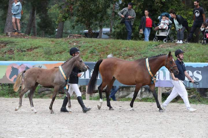 Concours modèle équestre Puy-de-Dôme