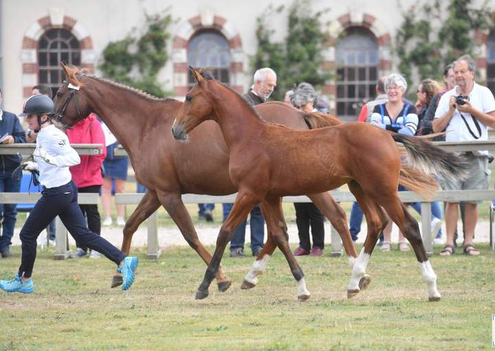 Compétition allure Puy-de-Dôme