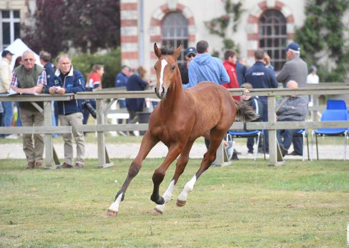 Concours de modèle et allures de chevaux Puy-de-Dôme