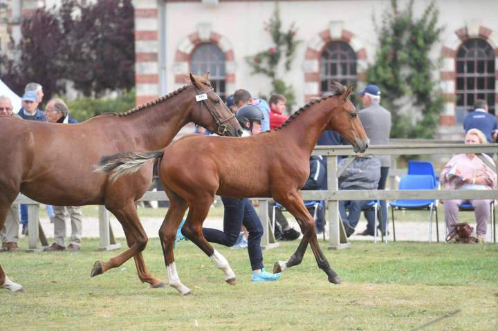 Compétition allure équestre Puy-de-Dôme