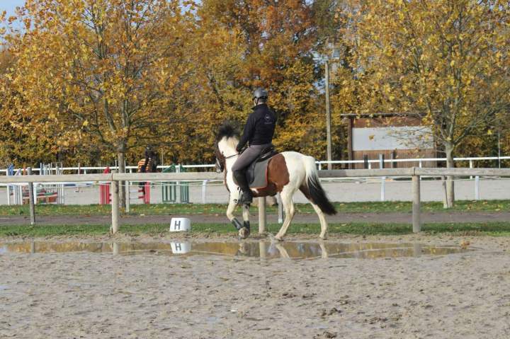 Elevage de chevaux Puy-de-Dôme