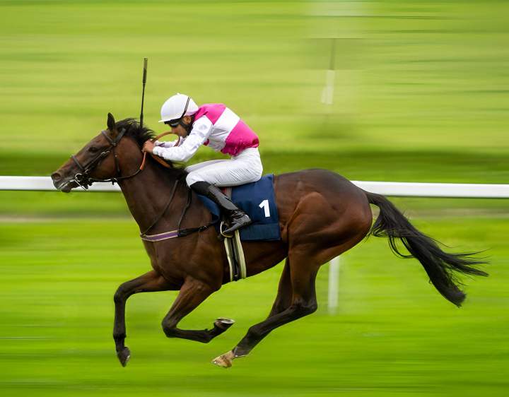 Des chevaux primés issus de nos élevages.