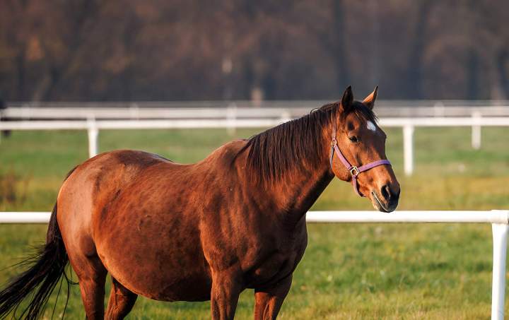 Elevage de chevaux Puy-de-Dôme